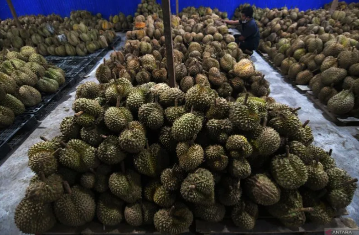 IPB通过生物技术丰富印尼水果